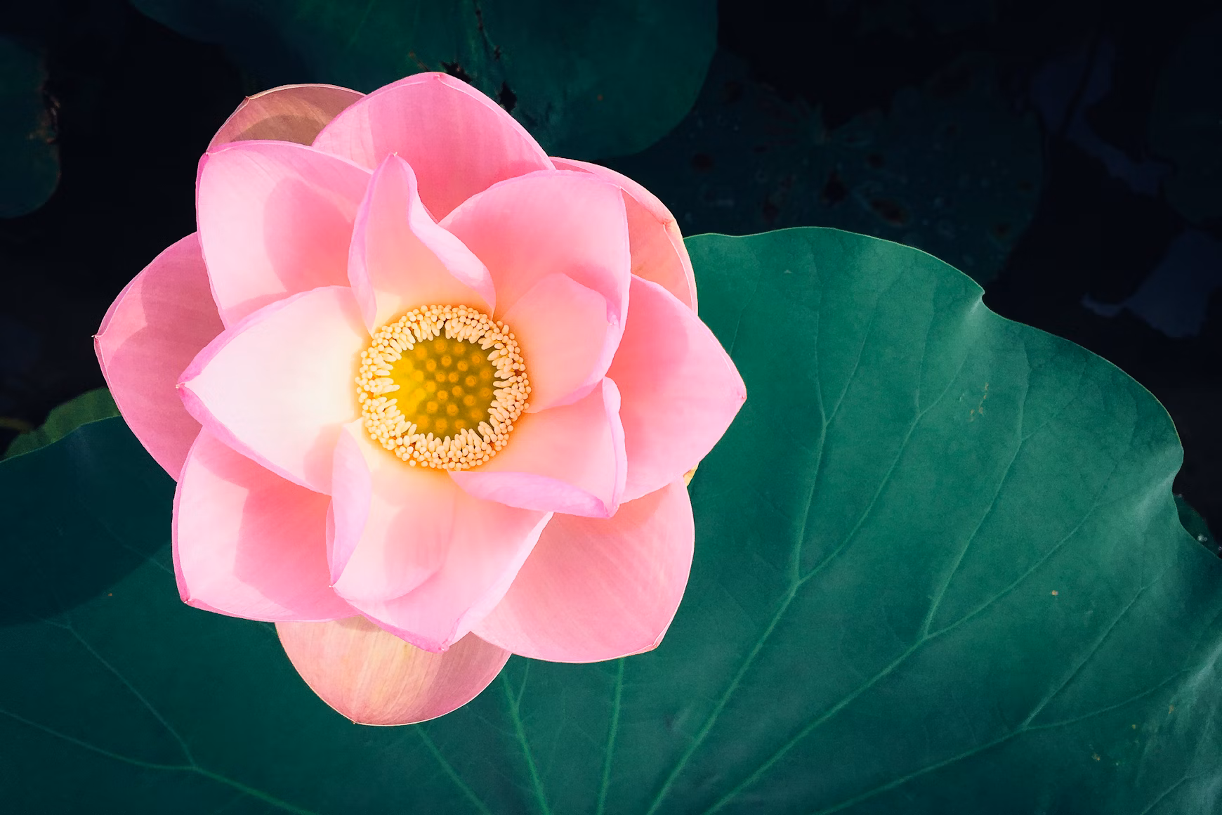 Lotus by Kumiko Shimizu, Unsplash
